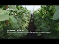 В Упоровской агрофирме начали сбор урожая тепличных овощей