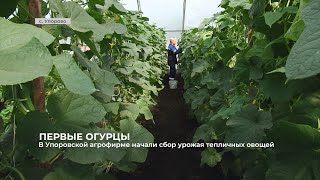 В Упоровской агрофирме начали сбор урожая тепличных овощей