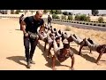 تدريبات الصاعقة المصرية اسبوع من جحيم علي يد الضابط المقاتل النقيب أحمد نافع 1