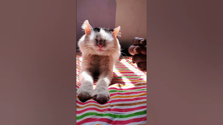 Video 349171: siberian cat talks, white siberian cat, talking cat angry