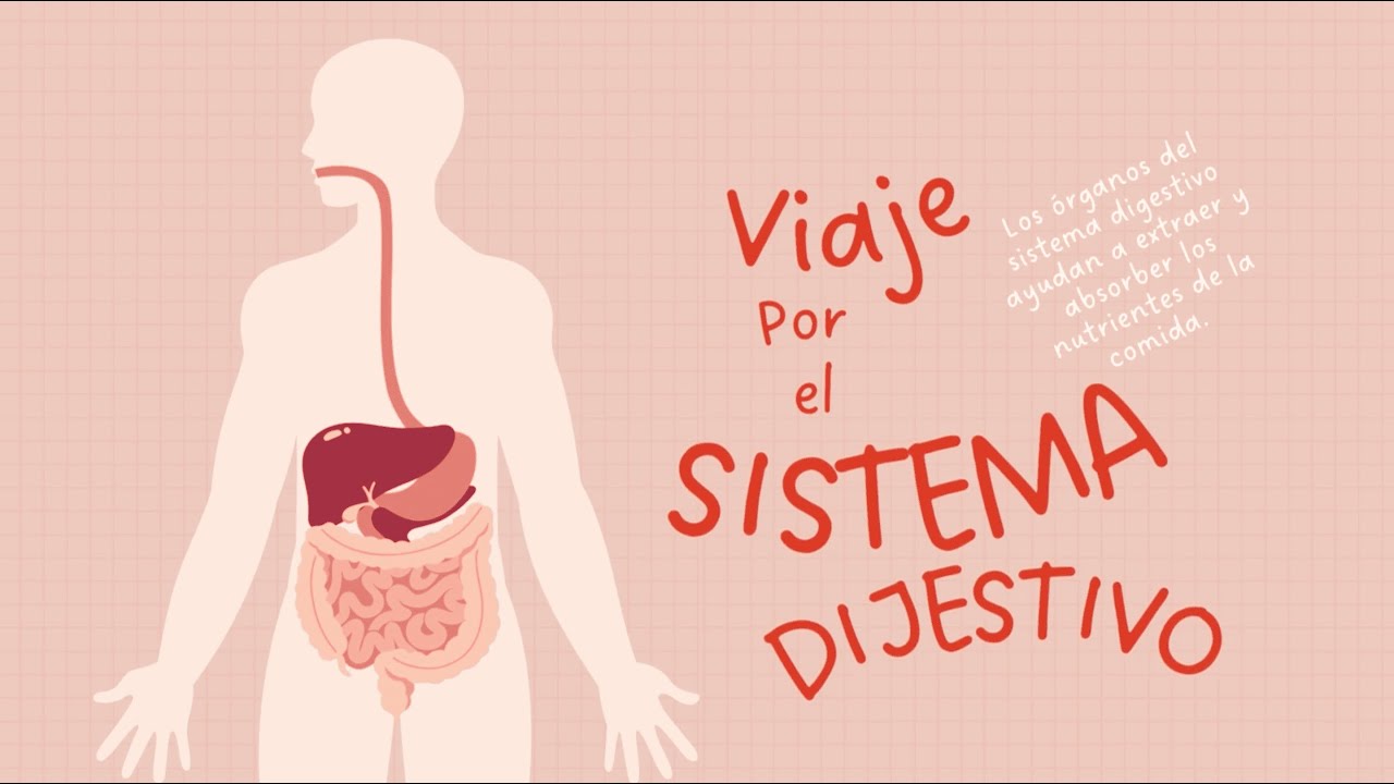 La Aventura De La Comida A Través Del Cuerpo