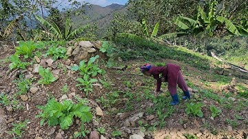 Kuv niam peb tuaj tom teb no de zaub mos2 kawg li os 8/12/2025