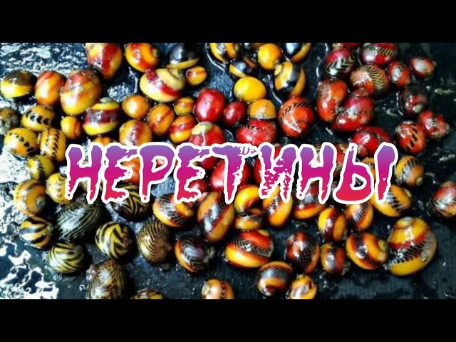 УЛИТКИ НЕРЕТИНЫ. СОДЕРЖАНИЕ И РАЗВЕДЕНИЕ В АКВАРИУМЕ.