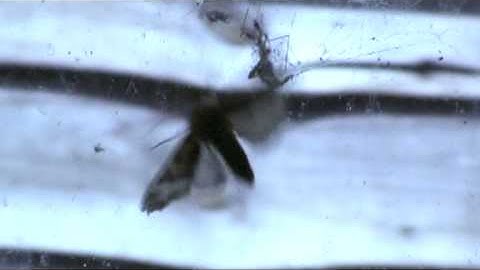 To Flutter, Delete - Ghosts OFFICIAL VIDEO