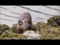 River Otters mating