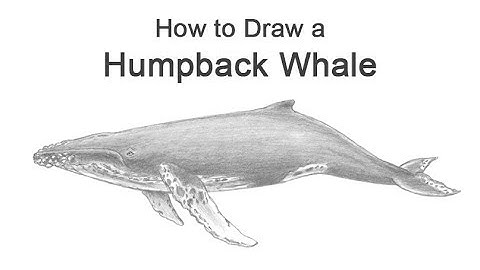 How to Draw a Humpback Whale