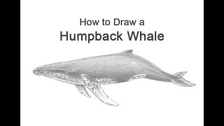 How to Draw a Humpback Whale