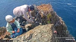 Two Harbors Nest - Eaglet Fall from the Nest and the Rescue 4\/25 and 4\/26\/22