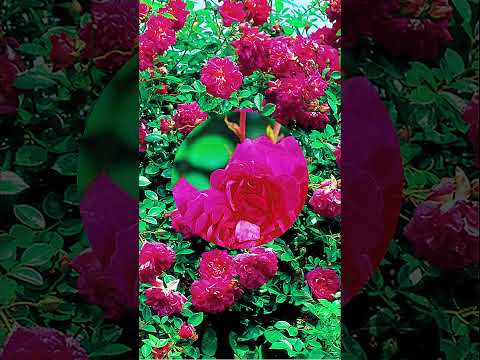 Video: Rambling Roses: Alexandre Giroult rožu stādu audzēšana
