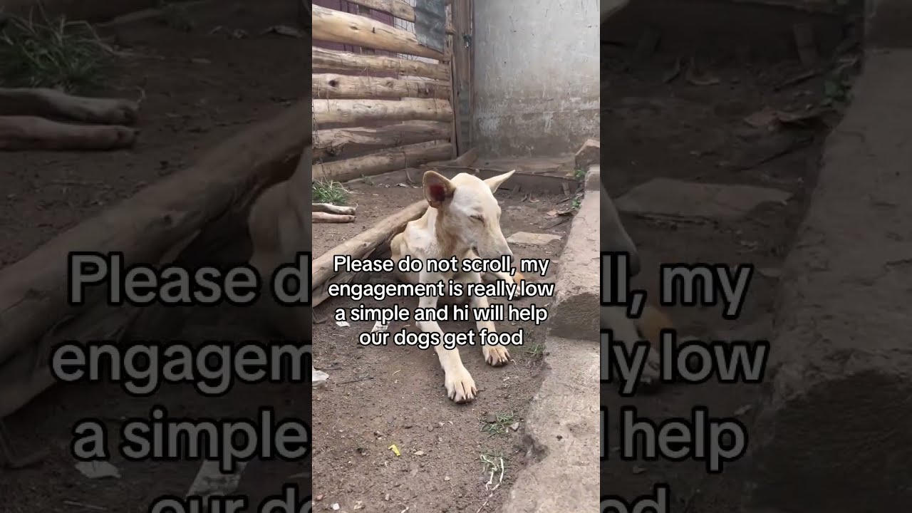 Please Don T Scroll My Engagement Is Really Low A Simple Hey Will Help Dogs Get Food Today