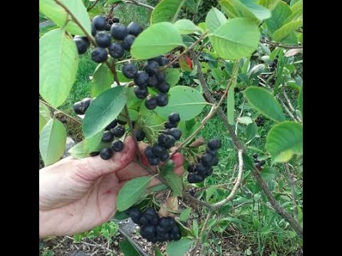 Video: Kompletné Chemické Zloženie Arónie