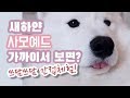 [ENG Sub] 솜사탕 강아지 쓰담쓰담 간접체험! 여러분의 심장이 위험 합니다 (feat. 사모예드)