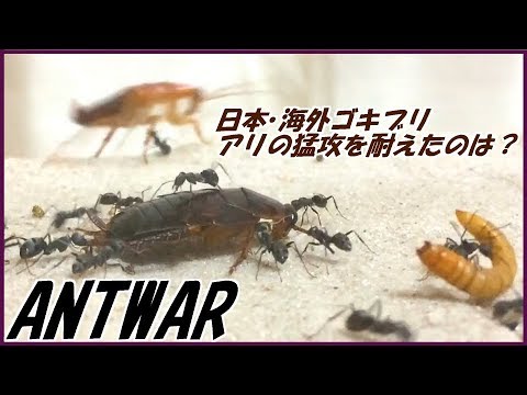 蟻戦争Ⅱ#128 【後編】ついに決着!日本ゴキブリ・海外ゴキブリ・ミルワーム、最後までアリの猛攻に耐えたのは・・・。【後編】編~ant Roach Mealworm~