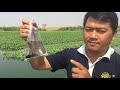 Fishing Betta in Cambodia River | How to net Betta Fish | Amazing men Catch Betta fish