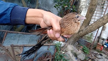 Bìm Bịp Cóc, Hay Một Loài Chim Lạ Nào Đó - Quế Nghịch Được Tặng Từ Một Bạn Ở Hà Nội / Quế Nghịch Tv