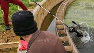 Rescue of a dog that fell into a tank full of frozen water.