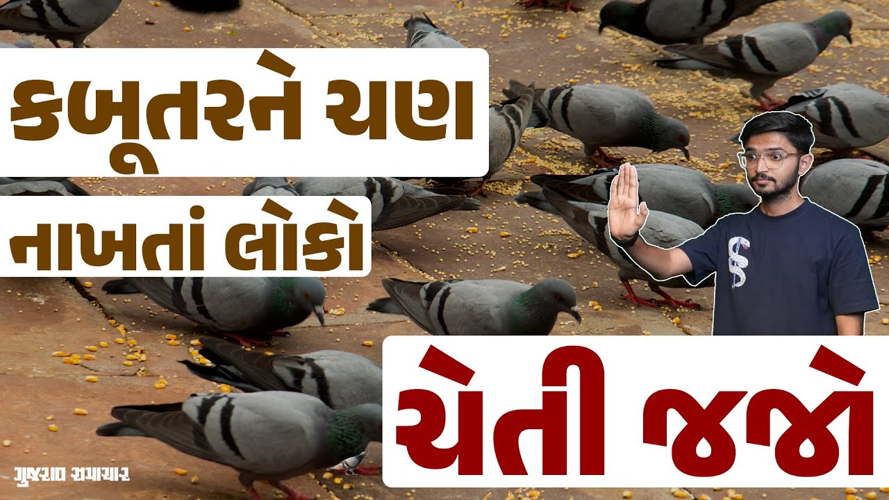 કબૂતરને ચણ નાખવાથી થઈ શકે છે ગંભીર રોગો, જાણો શું કહે છે ડોક્ટર્સ | Pigeon droppings health effects