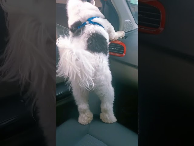 Baloo on drive mode #travel #dog #shihtzu #love #makeba #funny #funnydogs #cute #cutedog class=