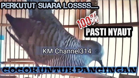 Langsung bunyi, Perkutut agresif over birahi