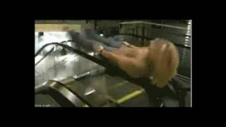 Short Funny Elevator Video Yeahthatsfunny