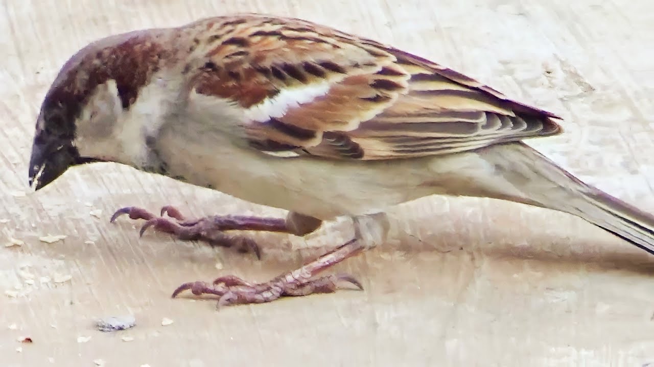 House Sparrow build nest in human home (Passer domesticus 