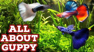 All About Guppy Fish | Guppy Fish Care | Most Easiest Aquarium Fish To Keep | Best Guppy Fish Guide