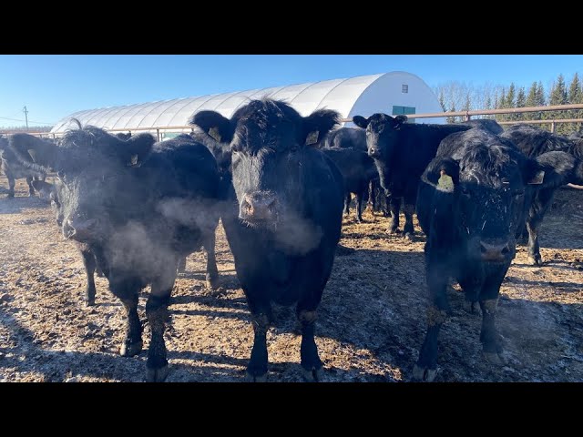 Абердин- ангусская порода. Плюсы и минусы по разведению