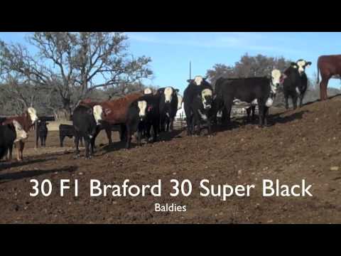 30 Super Black Baldies 30 True F1 Brafords