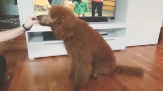 What tricks can Lula Matula Poodle do? 8months standard poodle