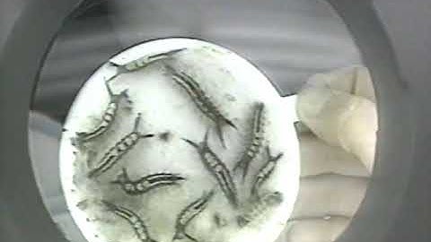 Tomorrow Today Reports on Forestry - Insects for Research (1994) - partial