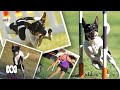 Meet Spryte: the street dog turned champion dog show winner 🐶 | ABC Australia