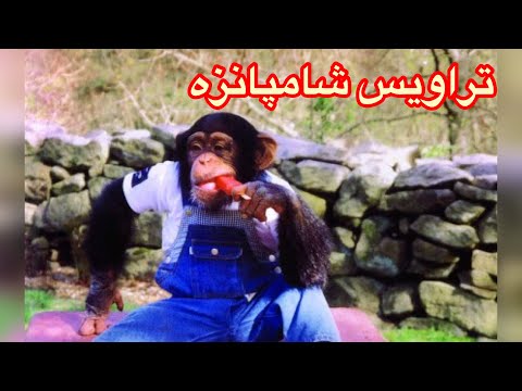 تصویری: تراویس شامپانزه چند ساله بود؟