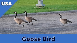 Goose Bird - Geese Bird - Goose Bird in USA - Geese Bird in USA - Yashu Nature