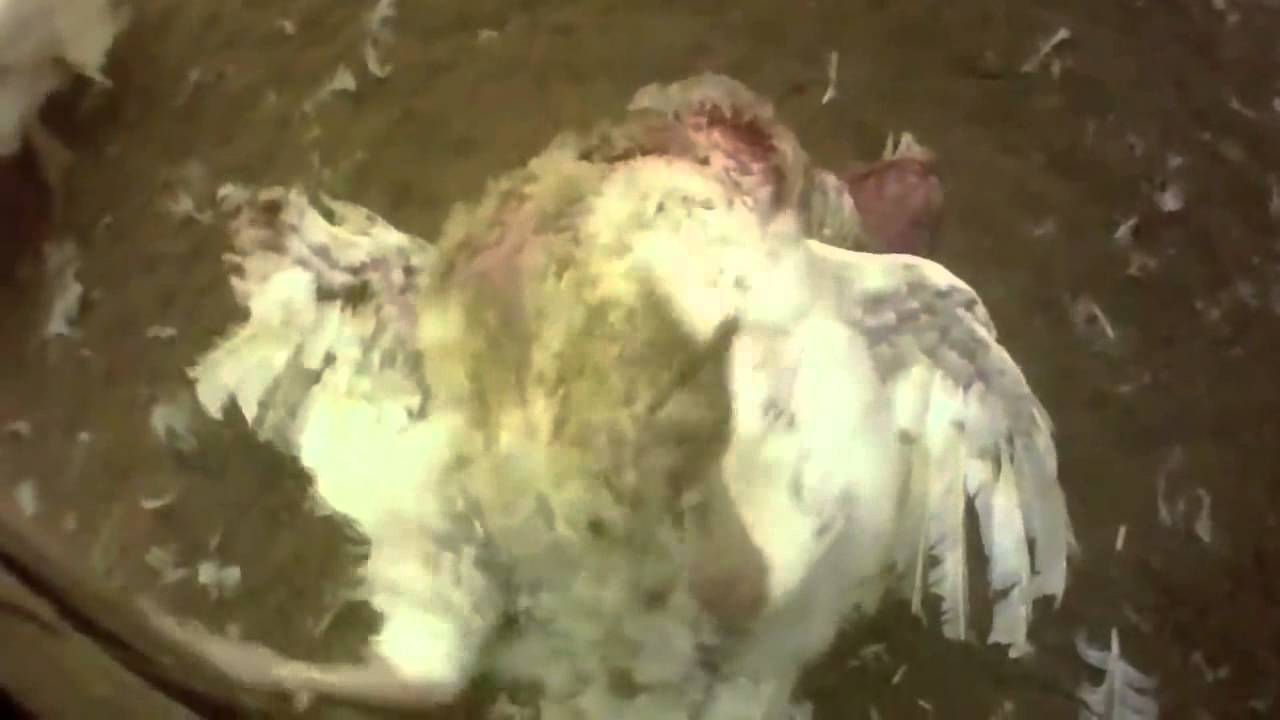 TURKEY ANIMAL ABUSE Thanksgiving VEGAN Parade Butterball Pilgrams