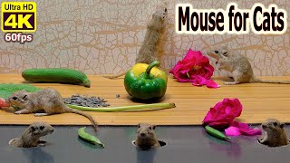 10 hour Cat TV Mouse Hide & Seek , playing and squeaking for cats to watch 4k UHD by Birder King Studio 748 views 4 weeks ago 10 hours, 14 minutes