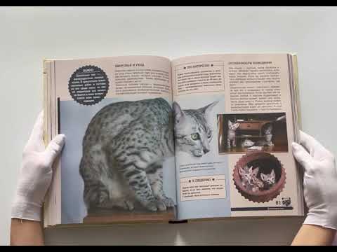 Большая энциклопедия. Кошки Большая энциклопедия. Кошки