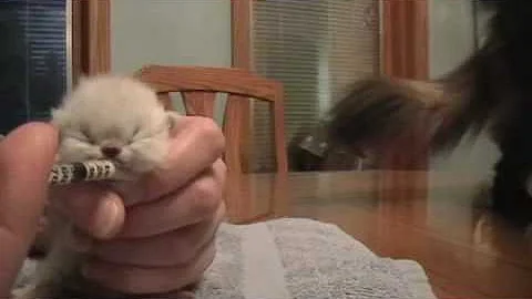 Watch the video about Cutest Baby Himalayan Kitten