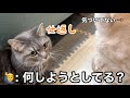 トイレ中、意地悪されて根に持った猫の報復が可愛い