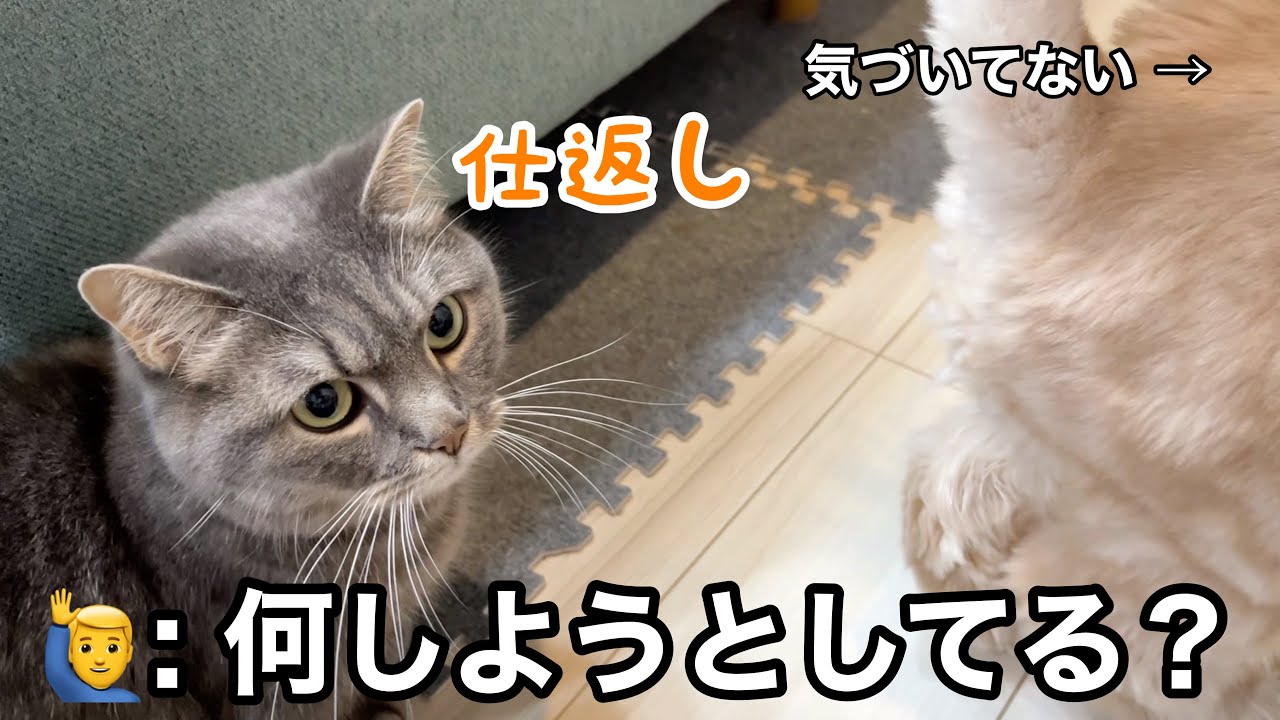 トイレ中、意地悪されて根に持った猫の報復が可愛い - YouTube