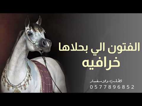 شيلة مدح الفتون الي بحلاها خرافيه 2026 اداء بندر الذرفي شيلات مدح حمااسيه