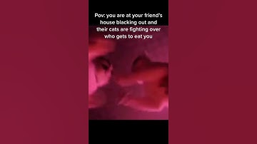 #TikTokGGT #catsoftiktok #cats #fighting #pov #darkhumour