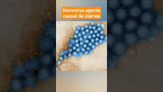 NOVOVIRUS DIARREA