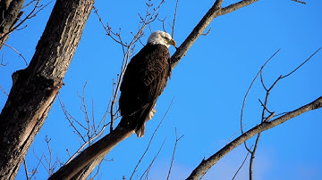 Abdullah Awad al Juhani Surat At Takwir   عبد الله عواد الجهني    سورة التكوير