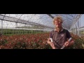 Bessica Piante Società Agricola - Video Vivai 2017