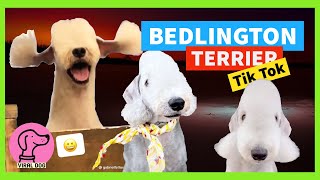 Funny  BEDLINGTON Terriers