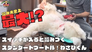 噛み犬トリミング！スタンダードプードル寝かせてバリカン