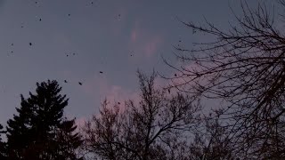 Crews continue to battle seasonal crow problem
