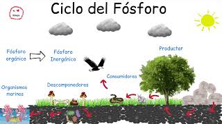 ♻️ Ciclo del Fósforo ​⁠ -  @BiologíayEcología