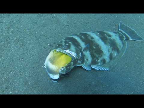 ヒラメの捕食シーンかと思ったら。。。Predation by Indian halibut.