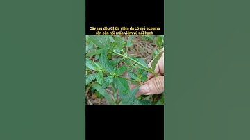 chữa viêm da có mủ eczema rắn cắn từ cây rau dệu